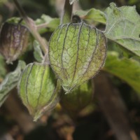 Physalis peruviana L.